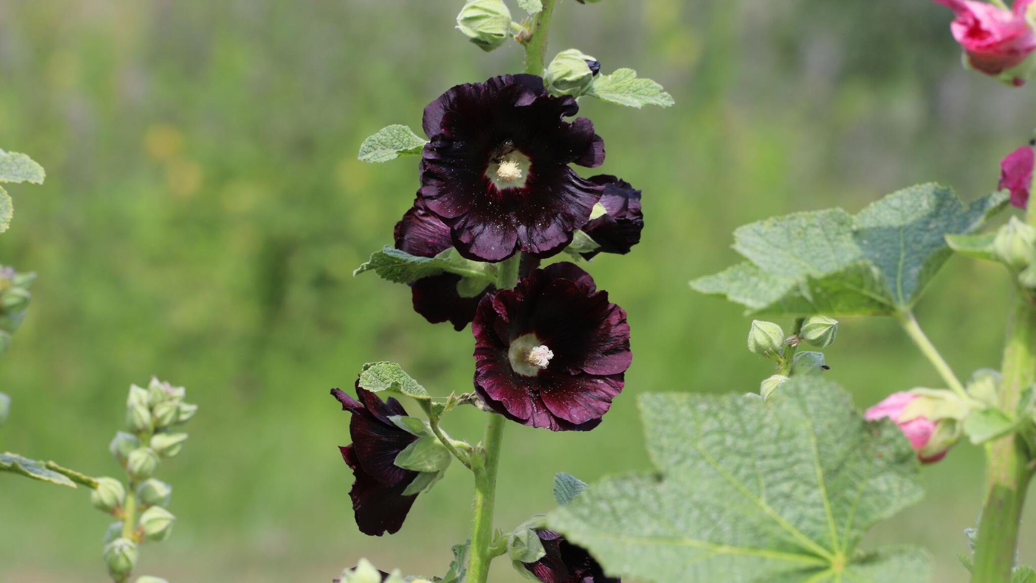 Alcea rosea known as black hollyhock. Close up.